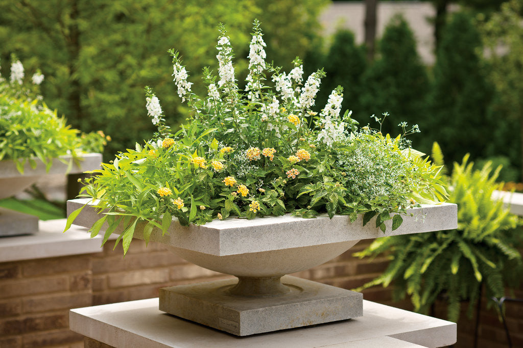 Angelonia angustifolia 'Angelface® White' combination