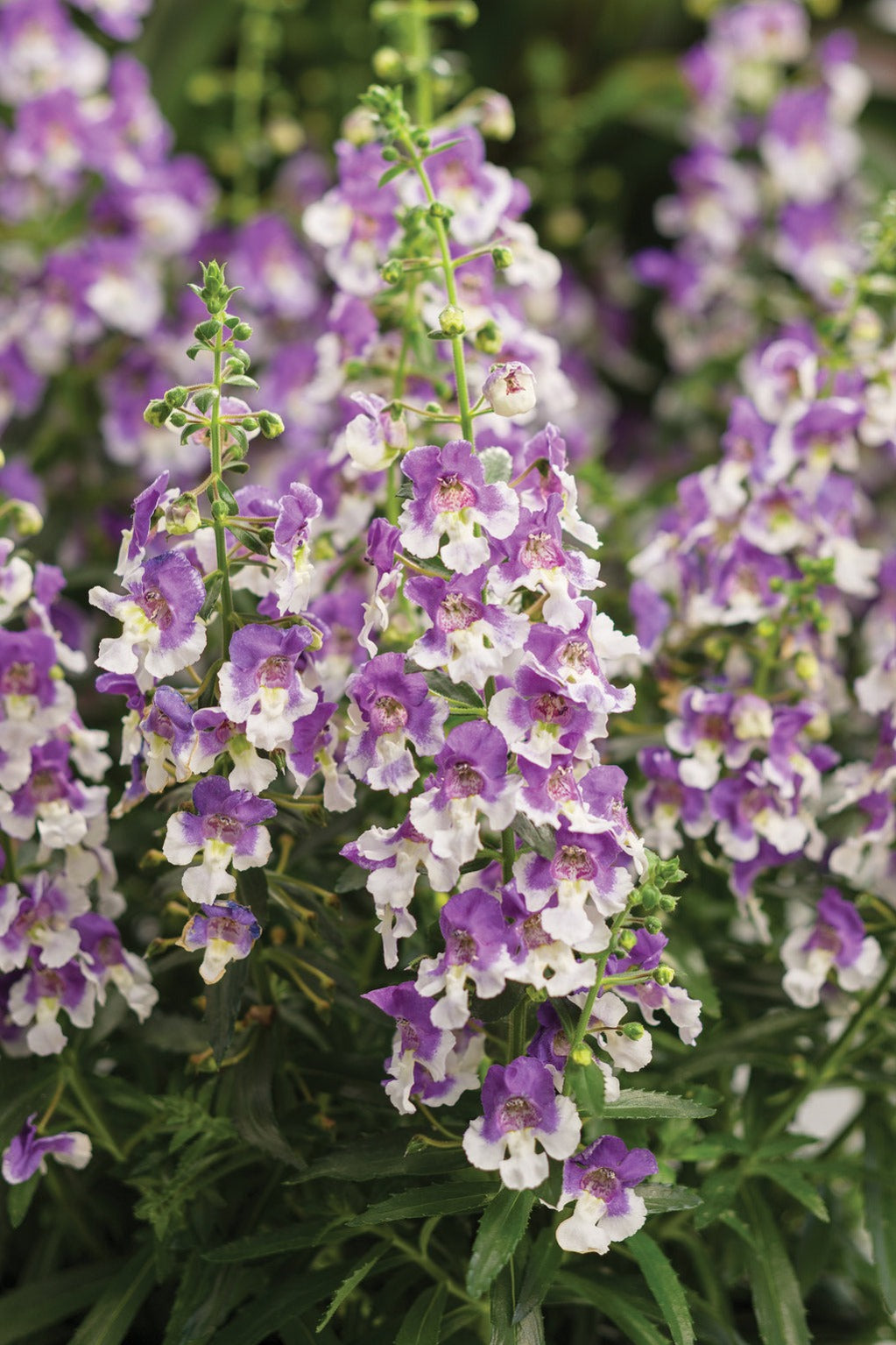 Angelonia Wedgwood Blue