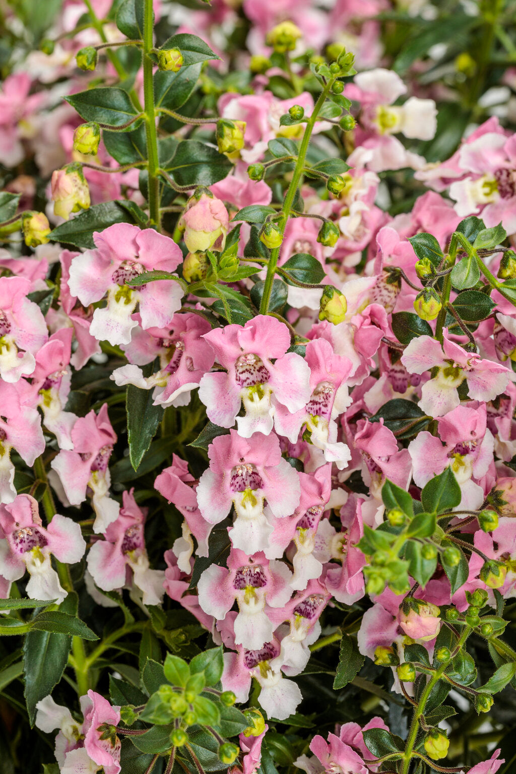 angelonia_wedgwoodpink1_299d7e