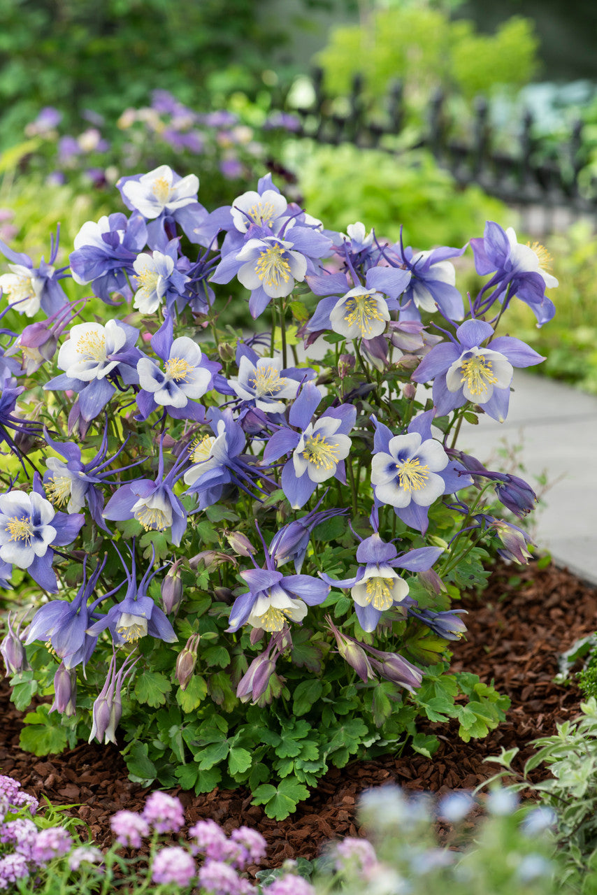 Aquilegia 'Earlybird™ Blue White'