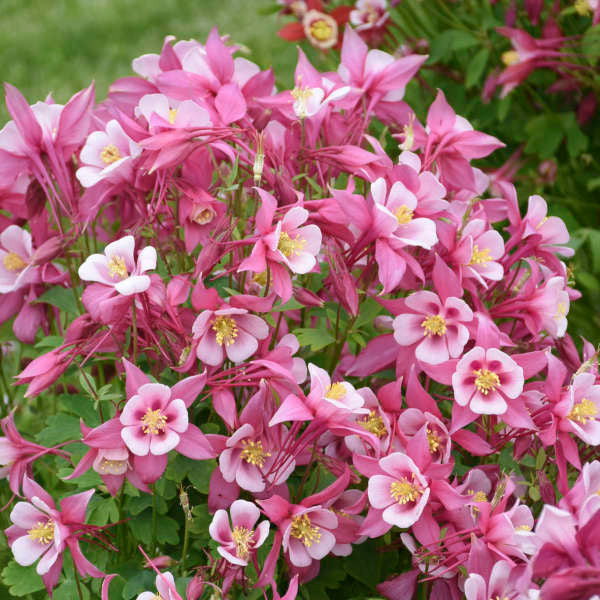 Aquilegia caerulea 'Kirigami™ Rose & Pink'