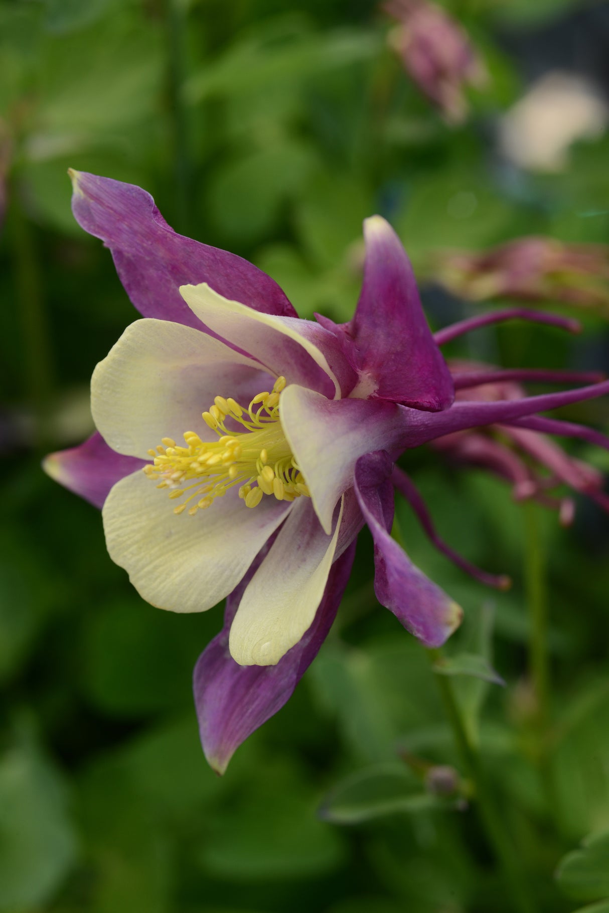 Aquilegia 'Earlybird™ Purple Yellow'