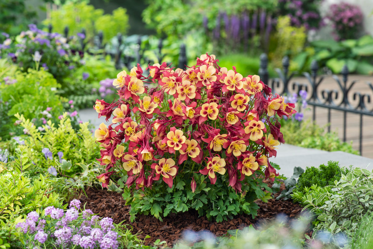 Aquilegia 'Earlybird™ Red Yellow'