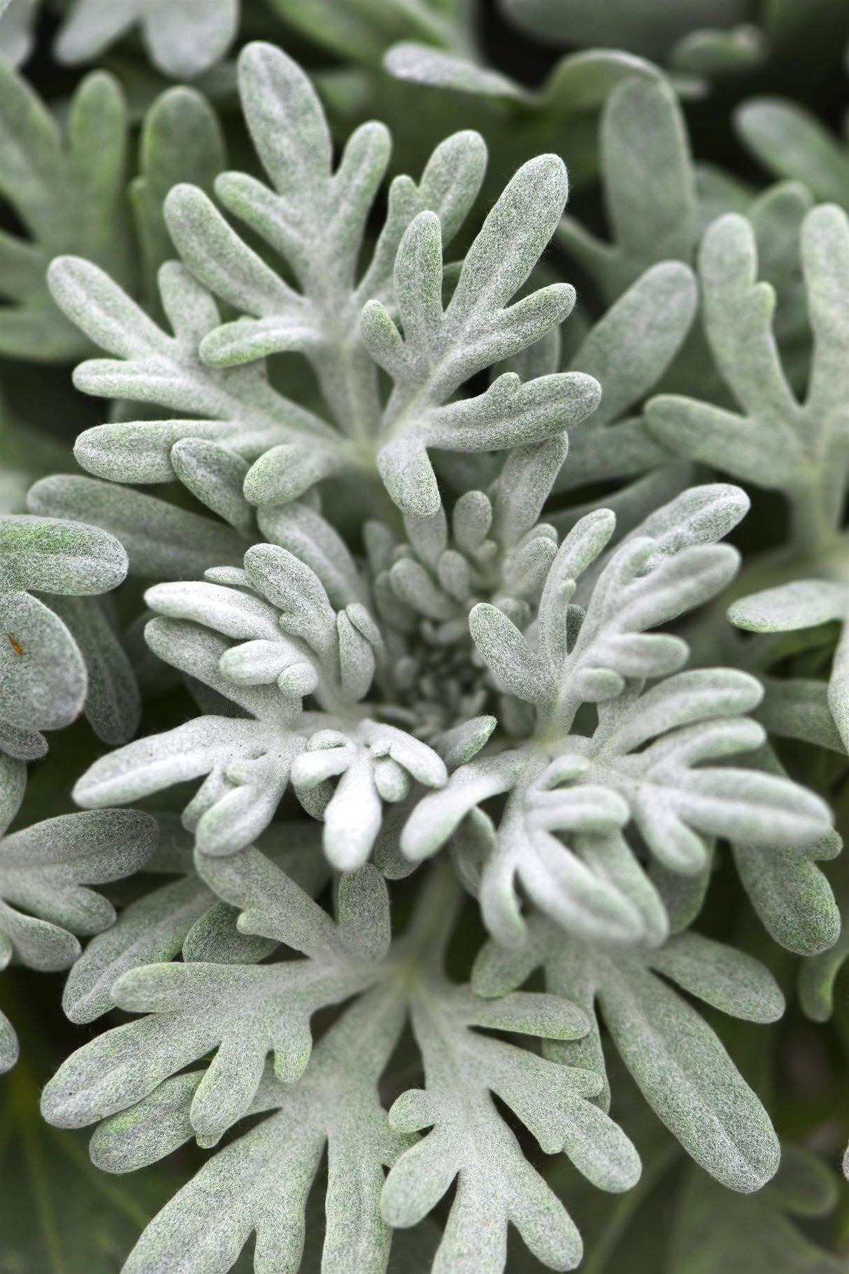 Artemisia 'Sea Salt'