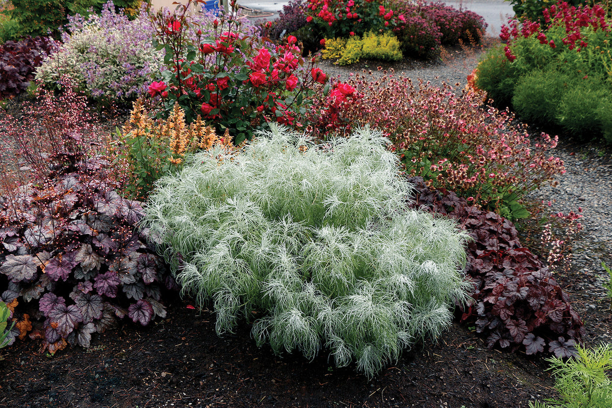 Artemisia 'Makana Silver' in landscape