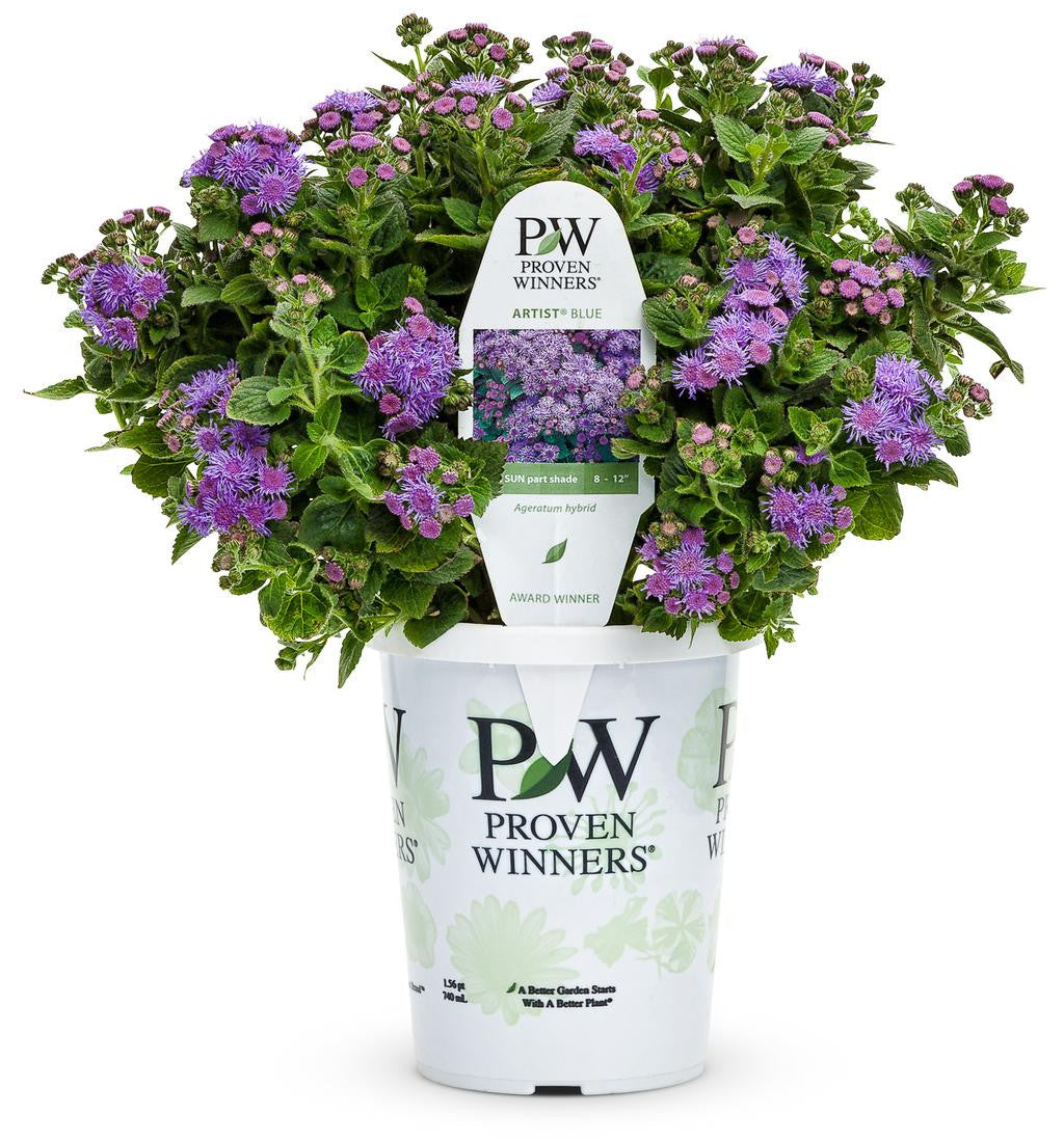 Ageratum hybrid 'Artist® Blue' in grower pot