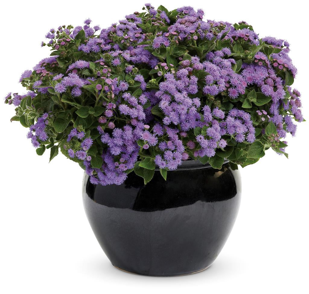 Ageratum hybrid 'Artist® Blue' in decorative pot