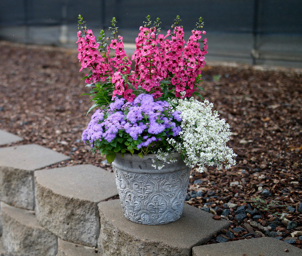 Ageratum hybrid 'Artist® Blue' combination