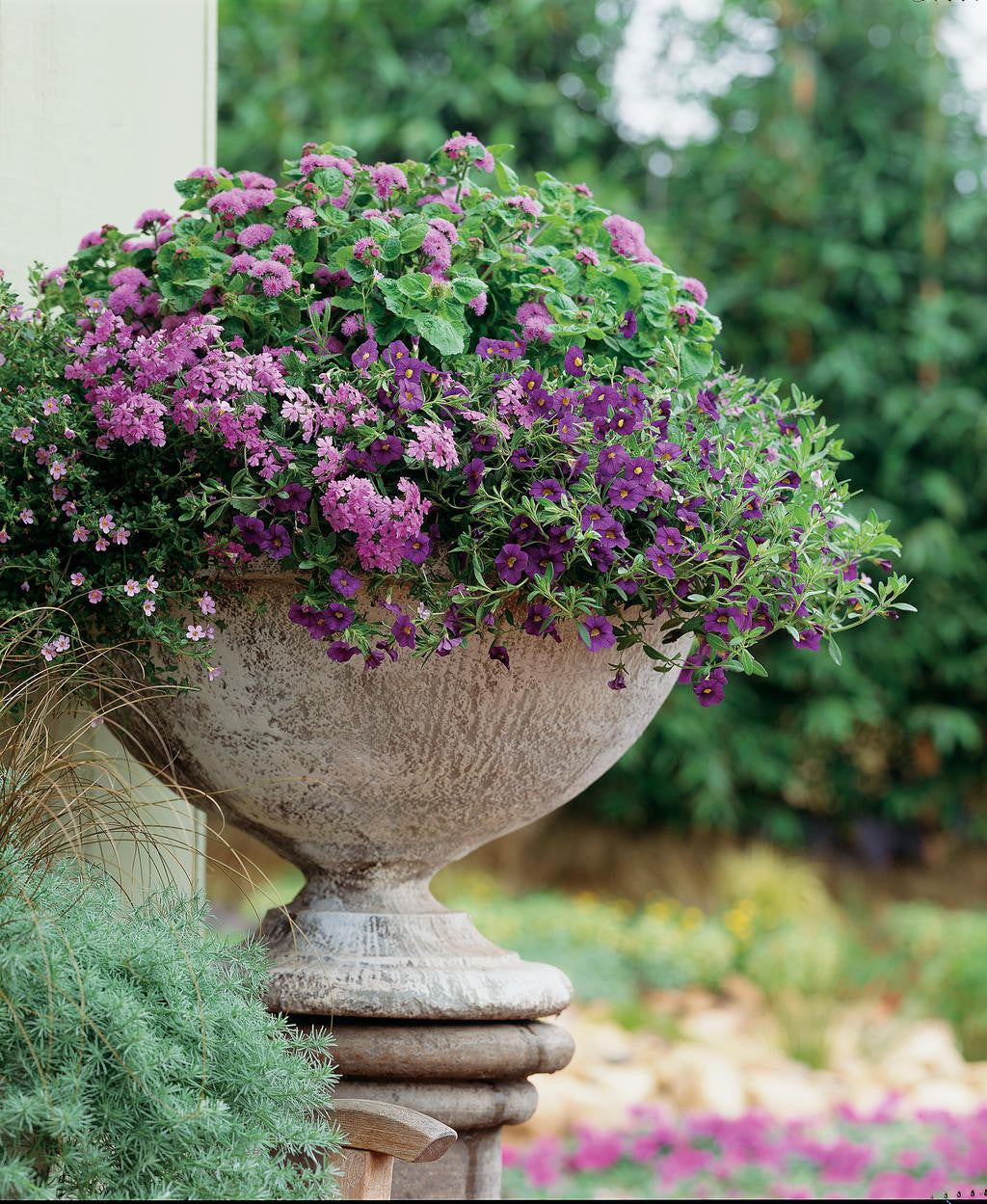 Ageratum hybrid 'Artist® Blue' combination