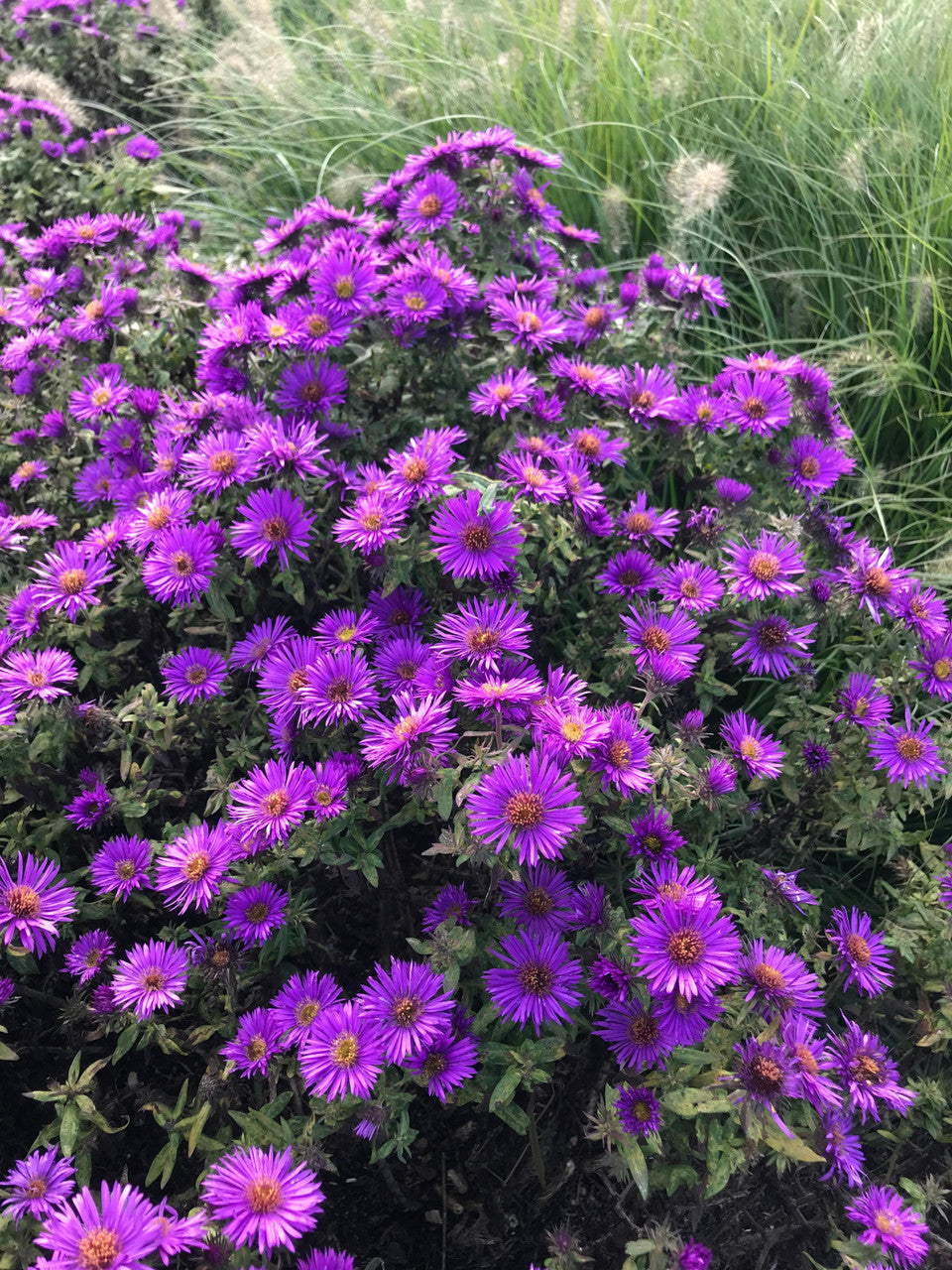 Aster novae-angeliae 'Purple Dome'