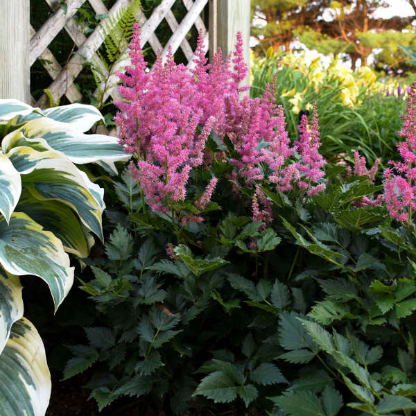 Astilbe chinensis 'Little Vision in Pink'