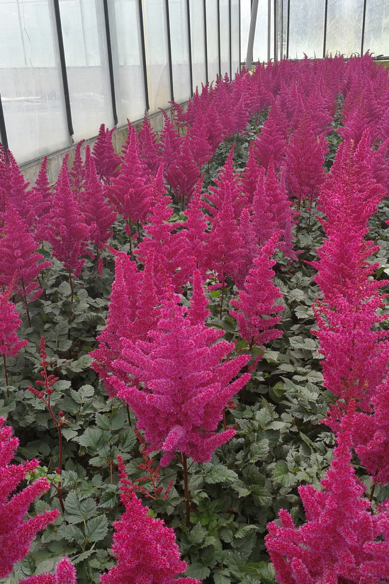 Row of pink astilbe plants in a greenhouse setting