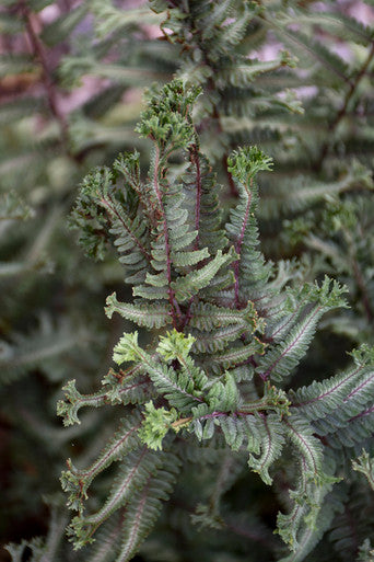 Athyrium niponicum 'Crested Surf'