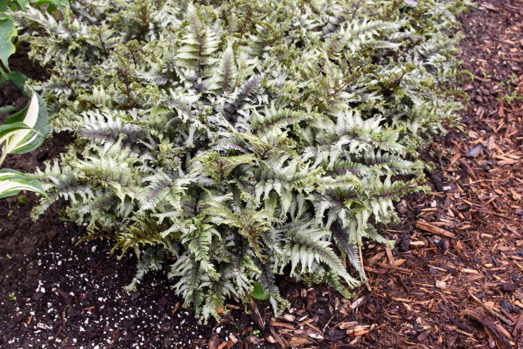 Athyrium niponicum 'Crested Surf' in landscape