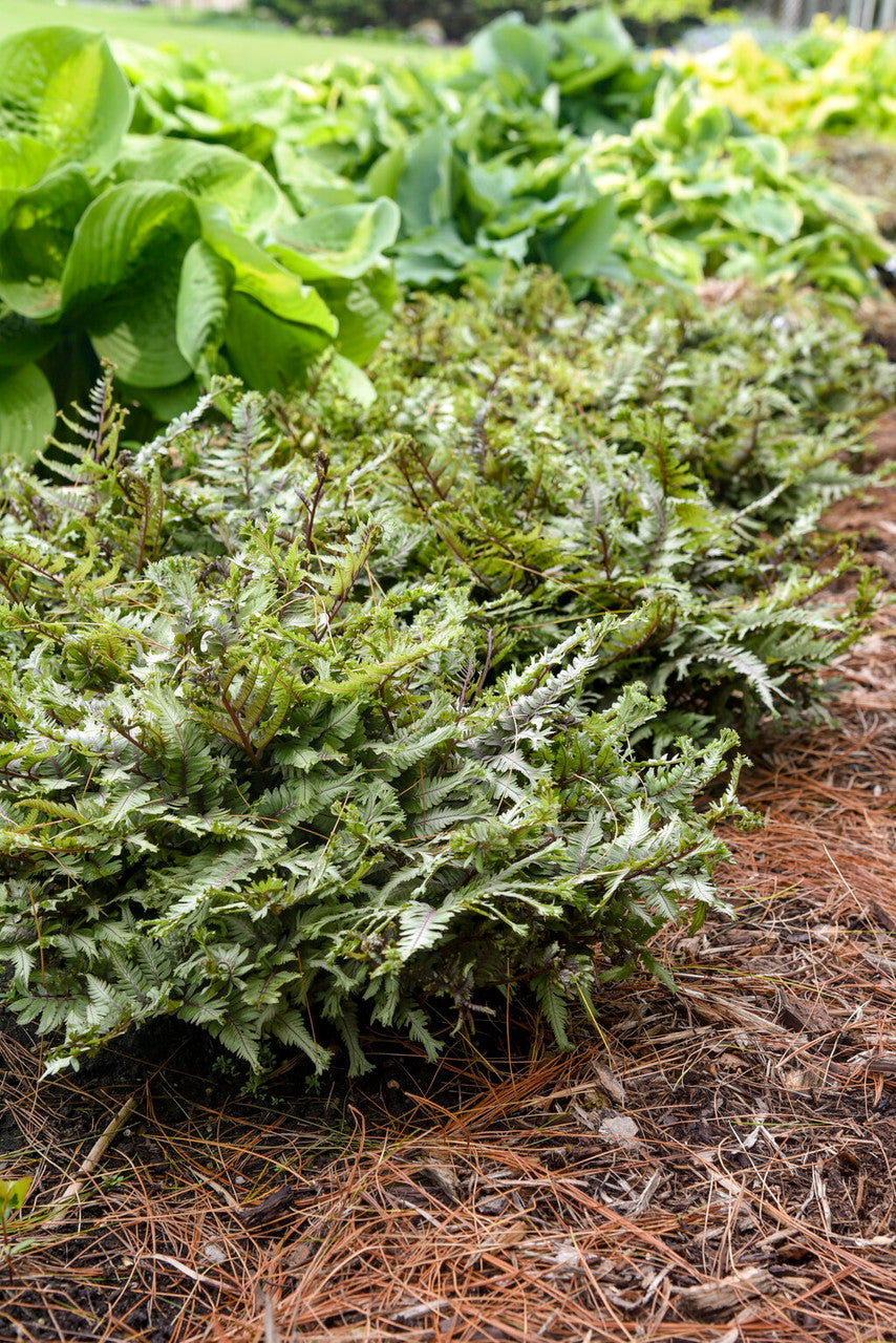 Athyrium niponicum 'Crested Surf' in landscape