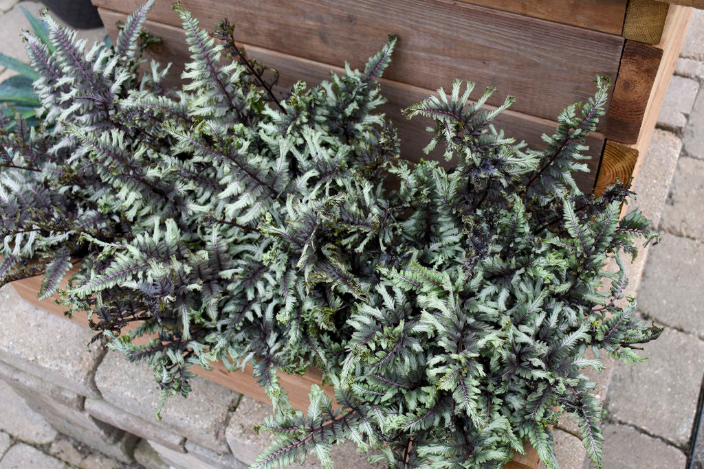 Athyrium niponicum 'Crested Surf' in bed