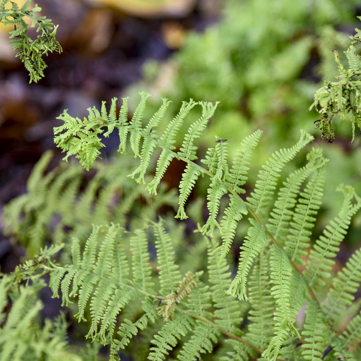 Athyrium filix-femina 'Fronds Forever'
