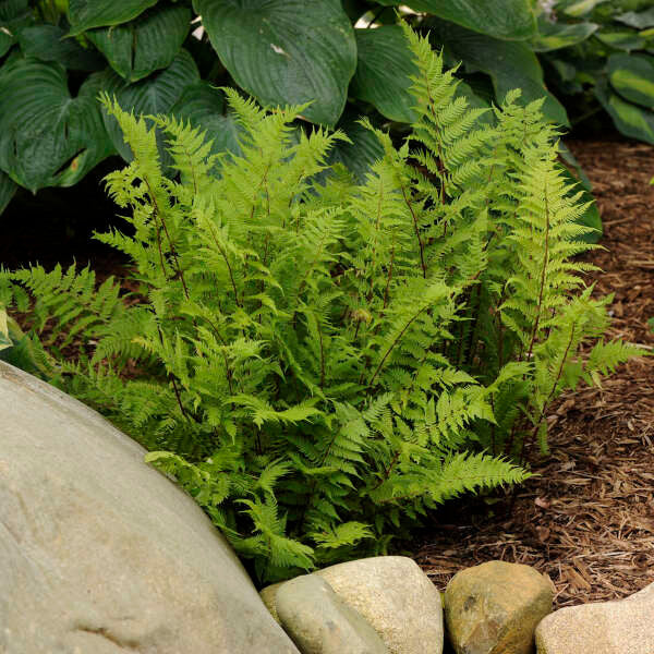 Athyrium filix-femina 'Lady in Red'