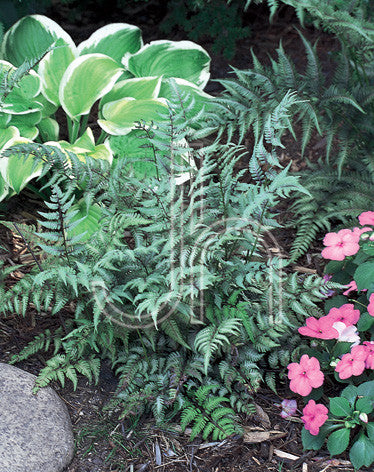 Athyrium niponicum 'Pictum'