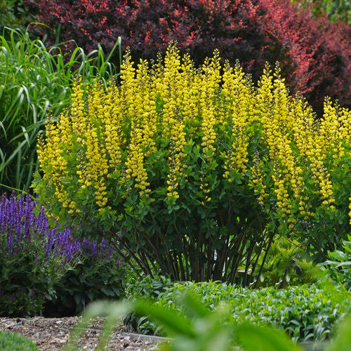 Baptisia DECADENCE® 'Lemon Meringue'