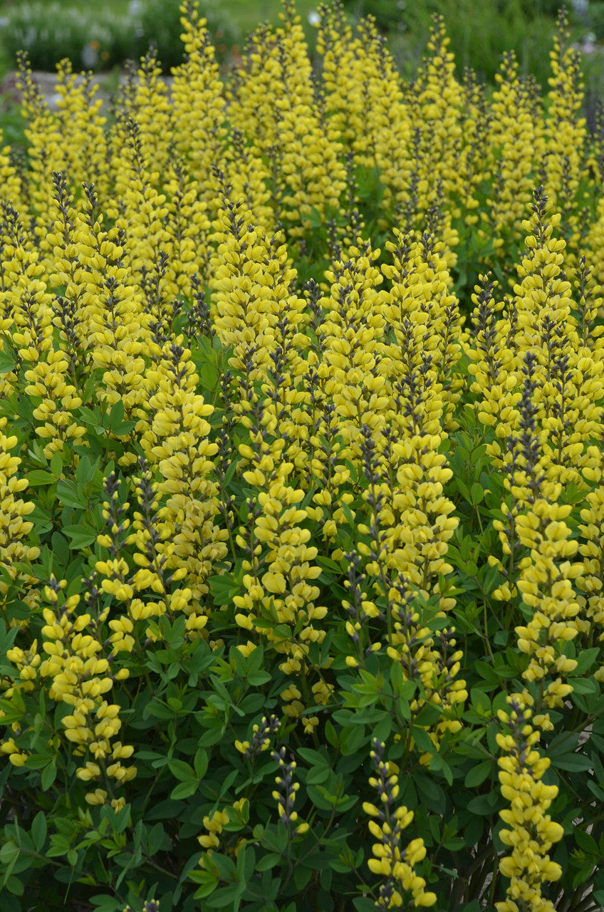Baptisia DECADENCE® 'Lemon Meringue' in landscape