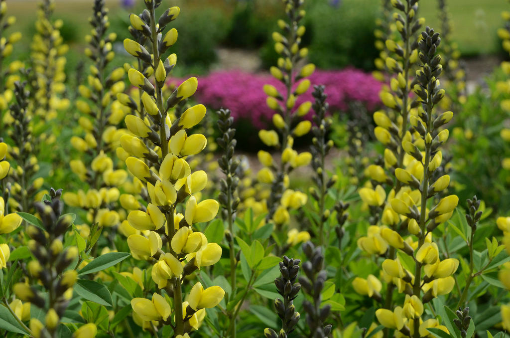 Baptisia DECADENCE® 'Lemon Meringue' in landscape