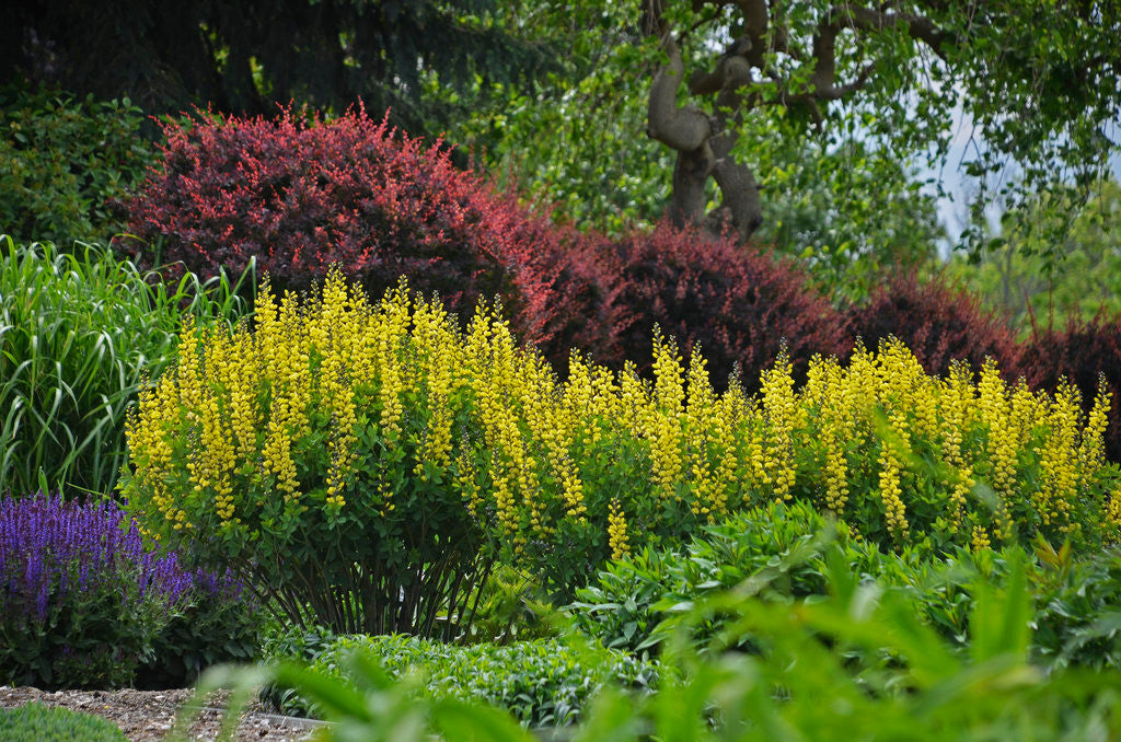 Baptisia DECADENCE® 'Lemon Meringue' in landscape