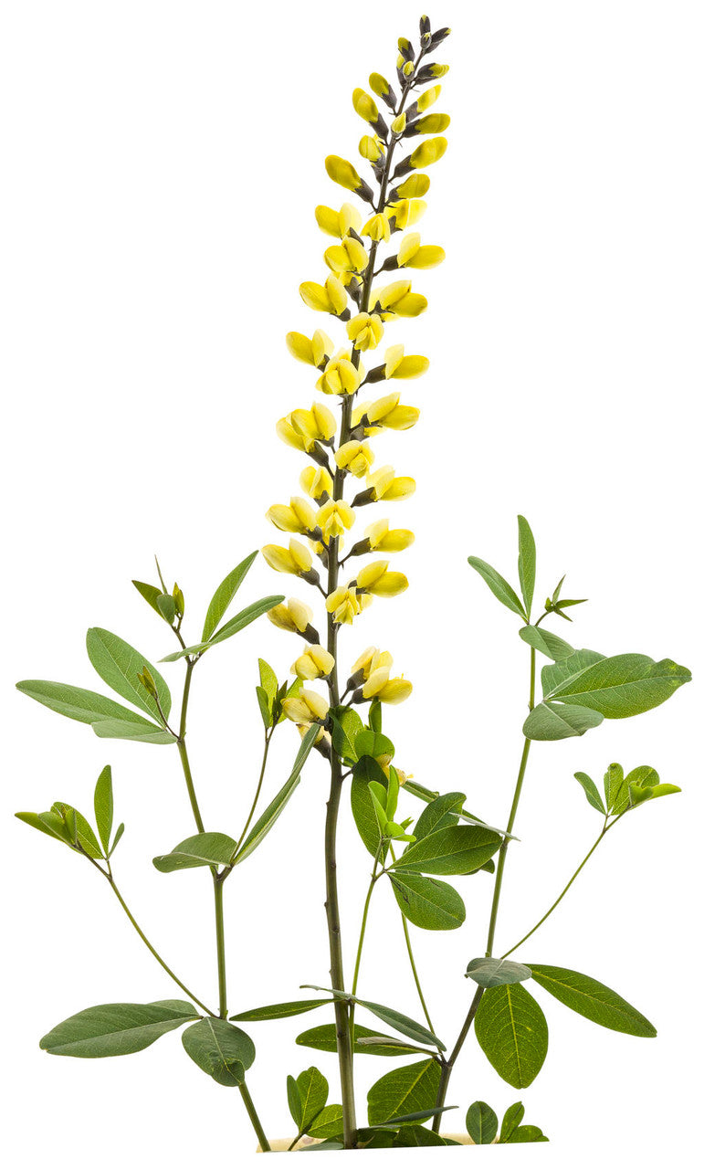 Baptisia DECADENCE® 'Lemon Meringue' bloom