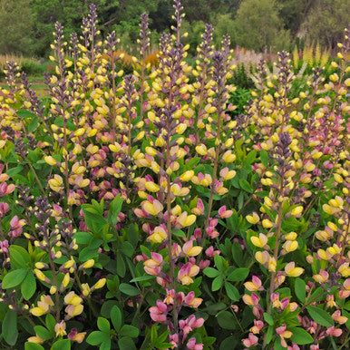 Baptisia DECADENCE® DELUXE 'Pink Lemonade'