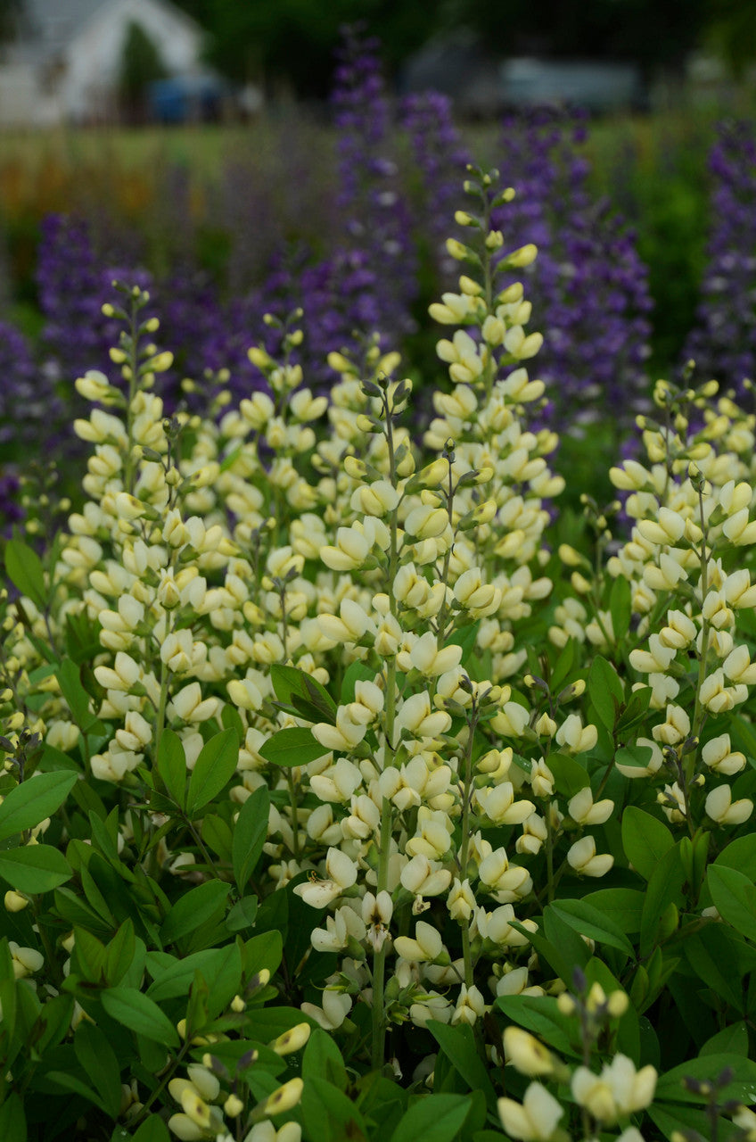 Baptisia Decadence 'Vanilla Cream' close up