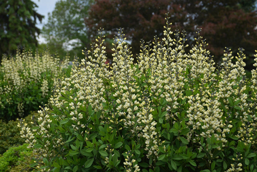 Baptisia Decadence 'Vanilla Cream' in landscape
