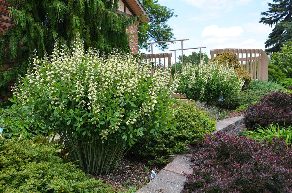 Baptisia Decadence 'Vanilla Cream' in landscape