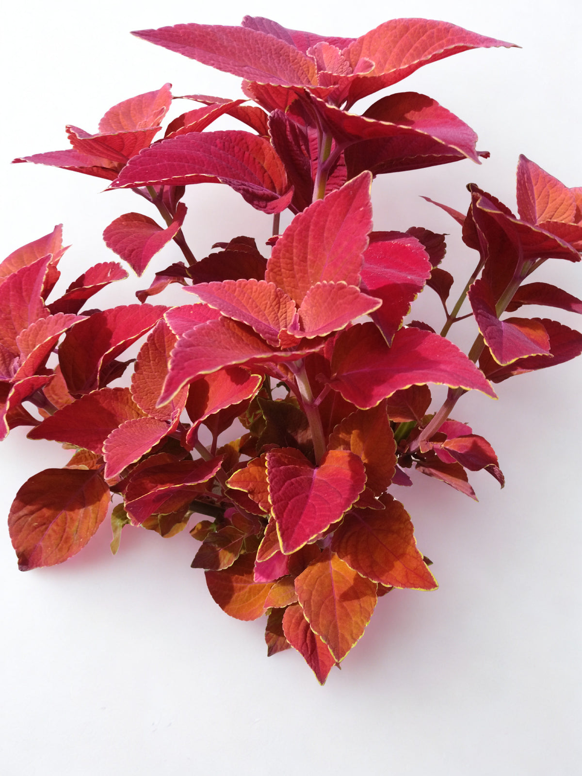 Coleus Solenostemon scutellariodes 'Colorblaze® Sedona Sunset®'