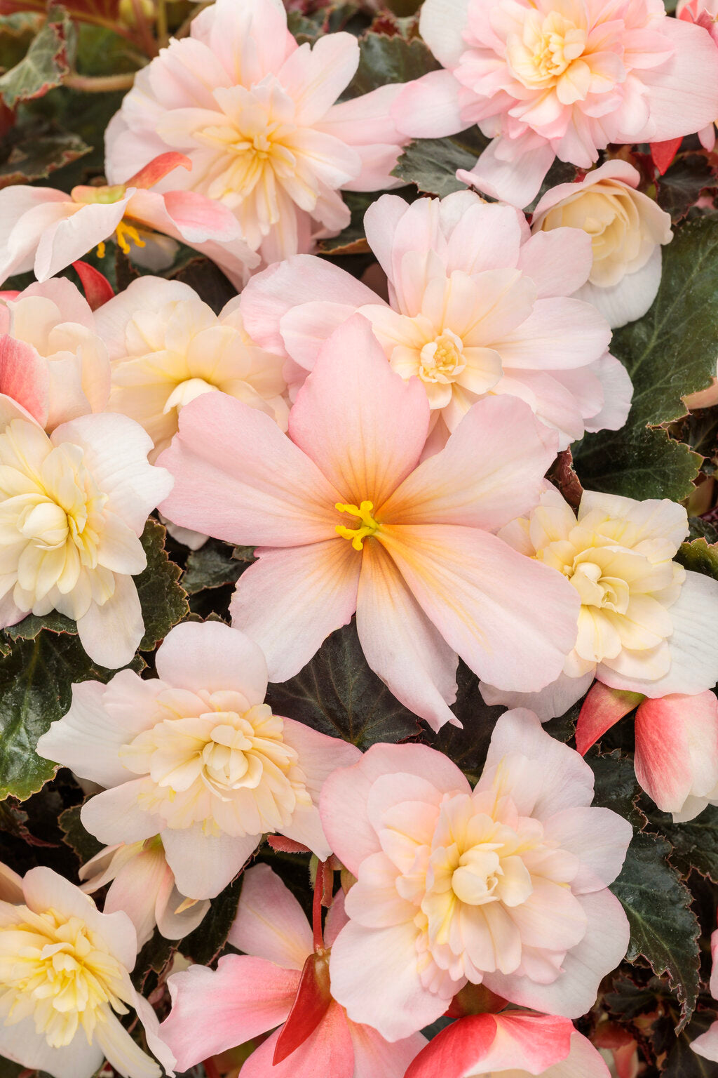 Begonia x hybrid 'Double Delight® Appleblossom'