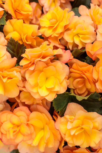 Begonia 'Solenia® Apricot'