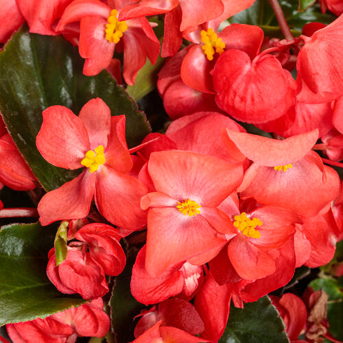 Begonia 'Surefire Cascade™ Red'
