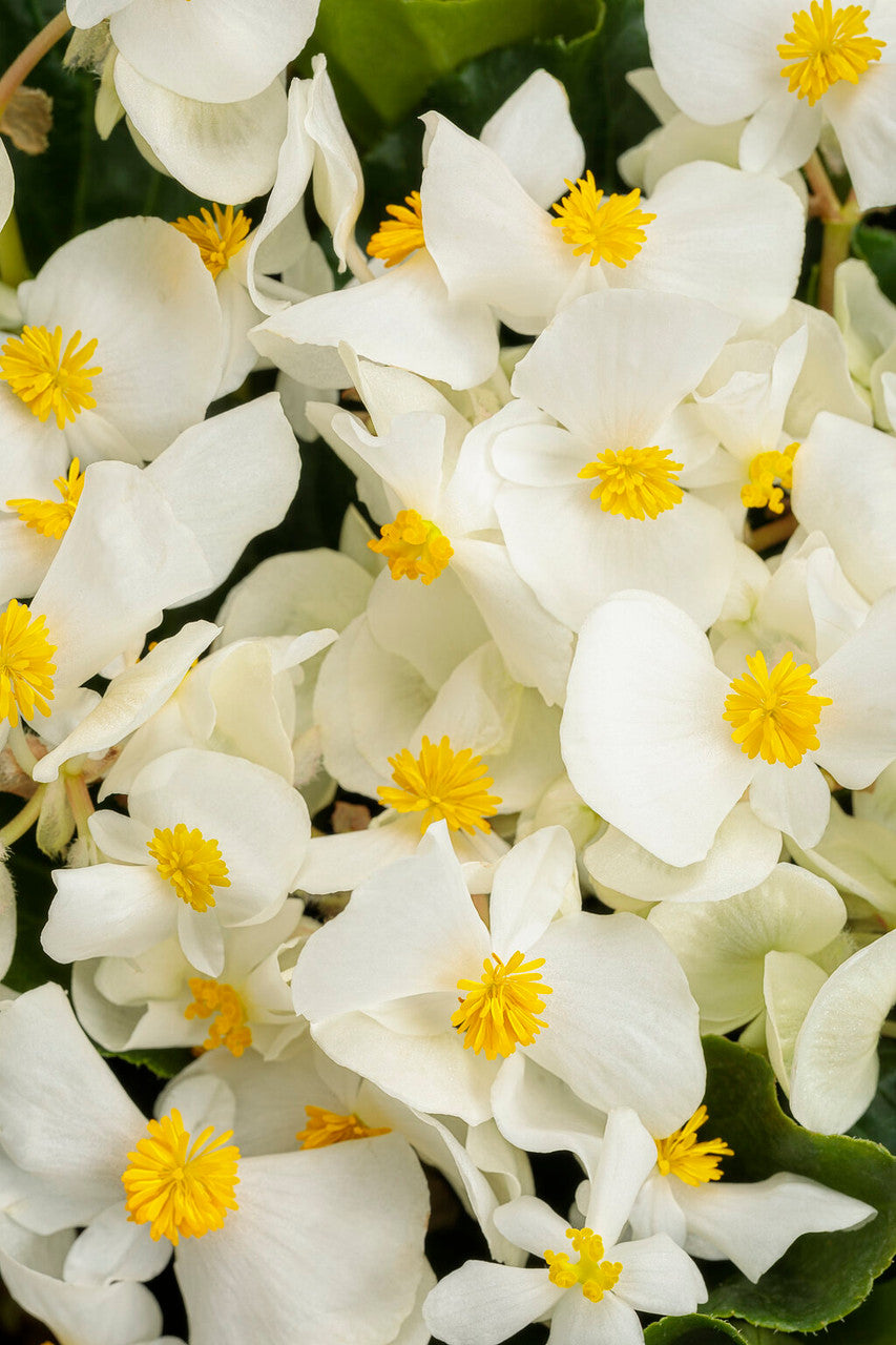 Begonia x hybrida 'Surefire® White' – Romence Gardens & Greenhouses
