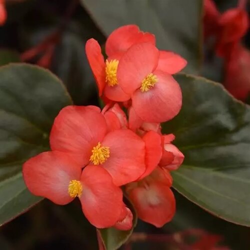 Close up of a red flower with a yellow center and dark green foliage.
