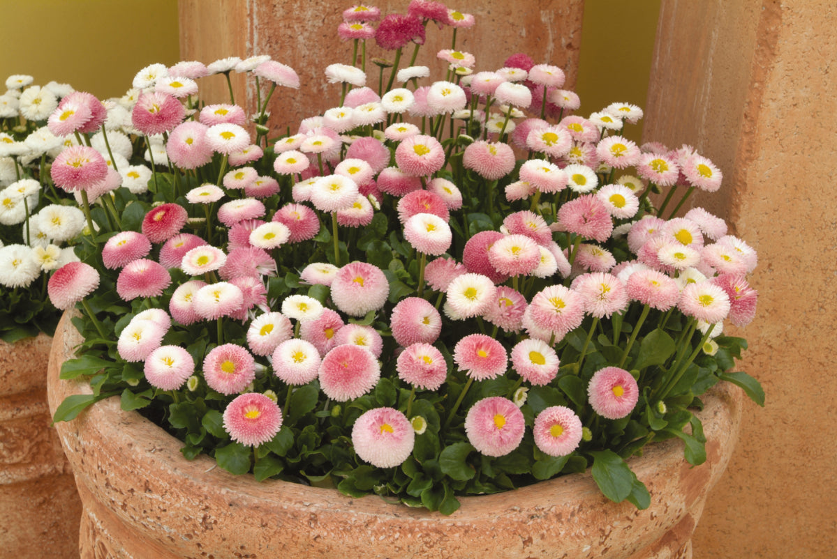 Bellis perennis 'Bellissima® Rose Bi-Color'