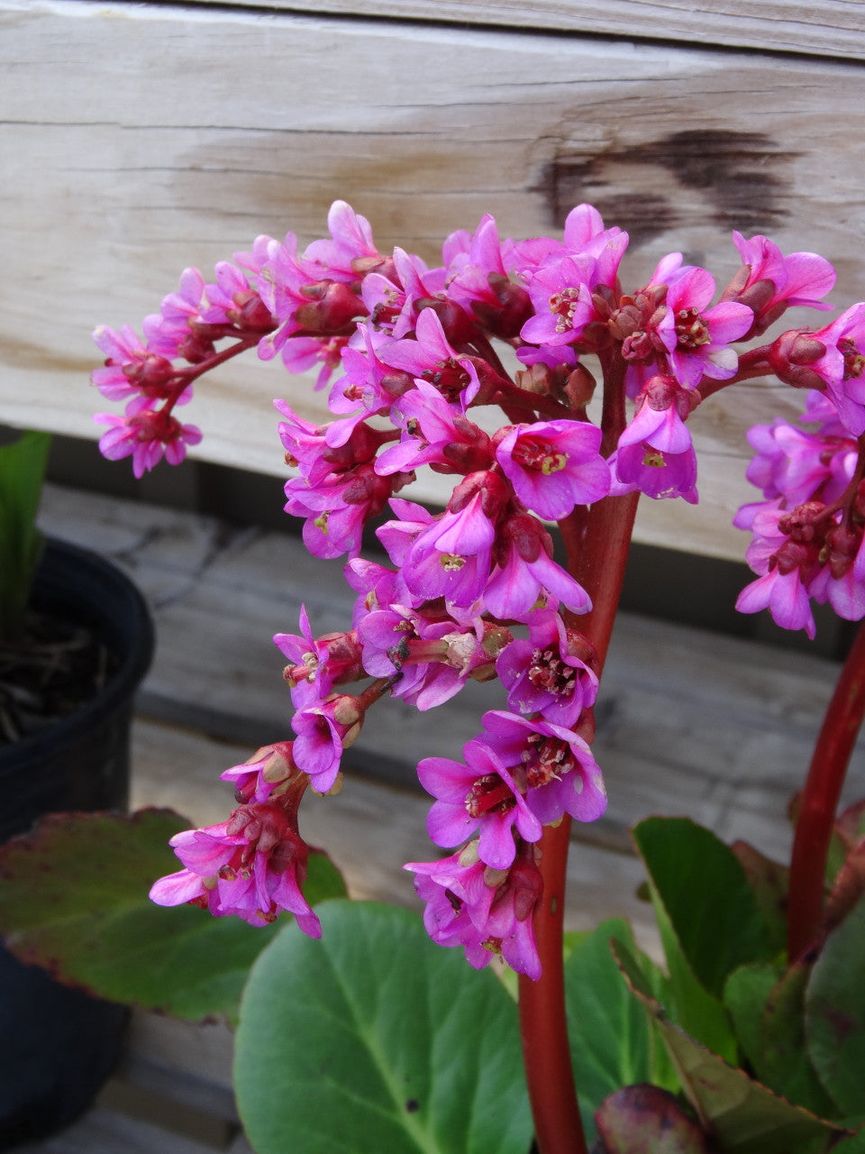 Bergenia cordifolia 'Red Beauty'