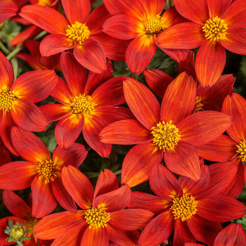 Bidens 'Campfire® Red Ember'