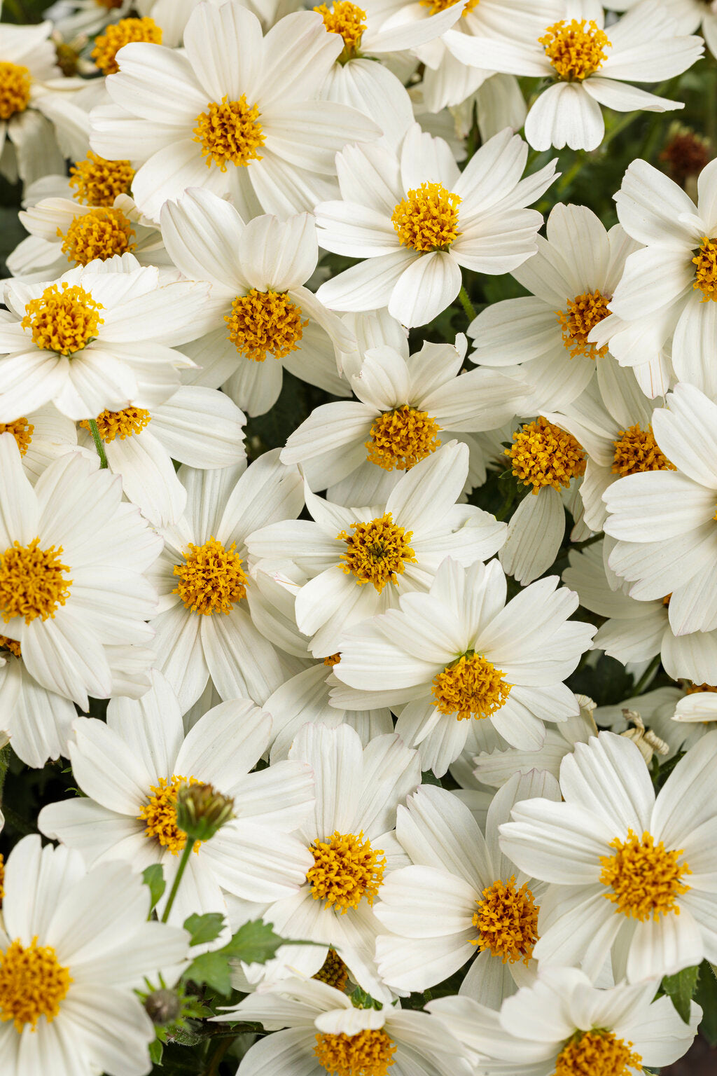 Bidens hybrid 'Campfire® Marshmallow'