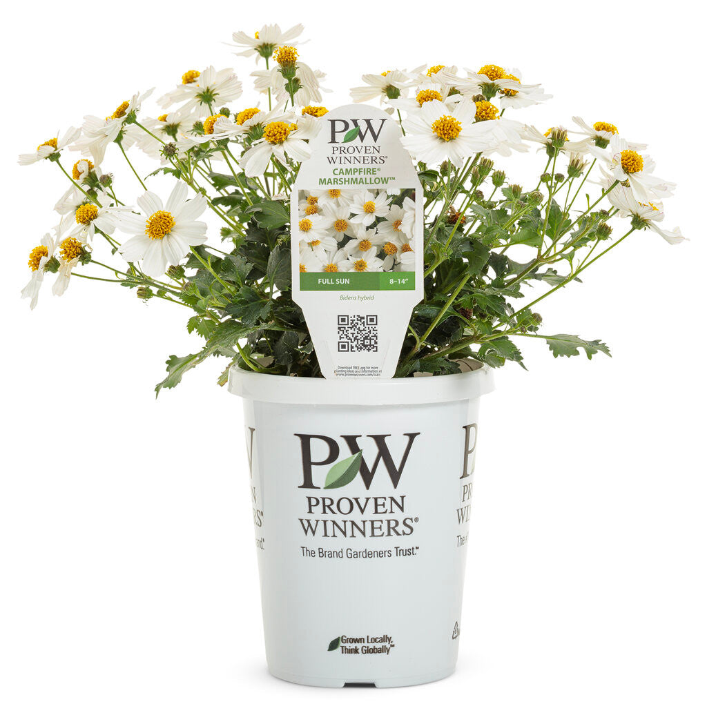 Bidens hybrid 'Campfire® Marshmallow' in grower pot