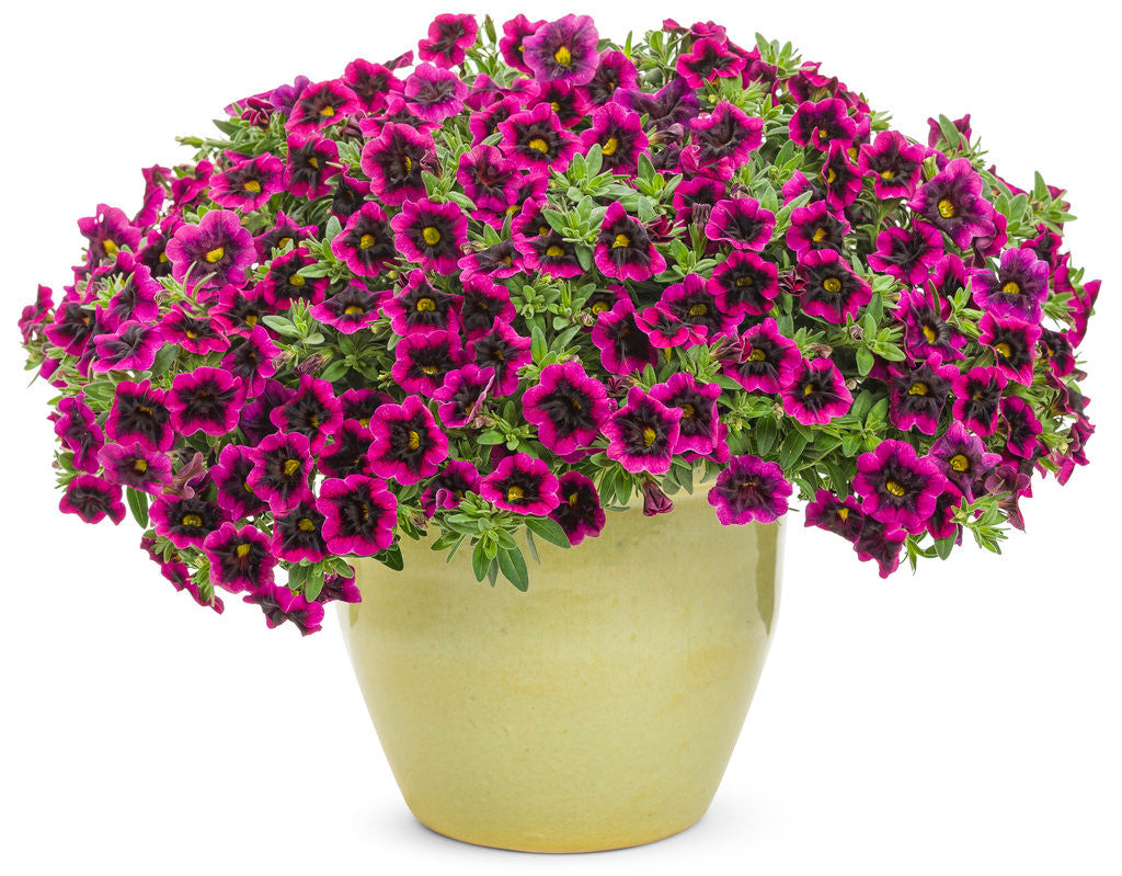 Calibrachoa hybrid 'Superbells® Blackcurrant Punch™' in decorative pot