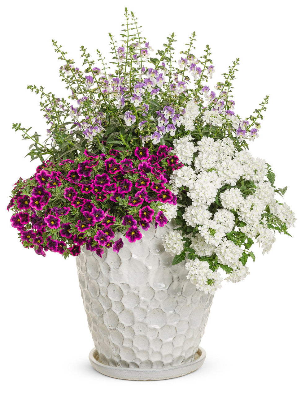 Calibrachoa hybrid 'Superbells® Blackcurrant Punch™' combination
