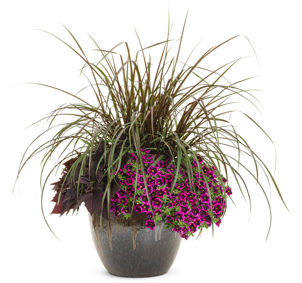 Calibrachoa hybrid 'Superbells® Blackcurrant Punch™' combination