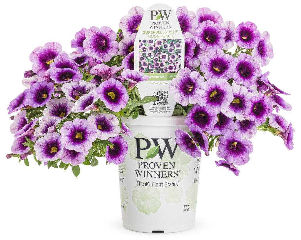 Calibrachoa hybrid 'Superbells® Blue Moon Punch™' in grower pot