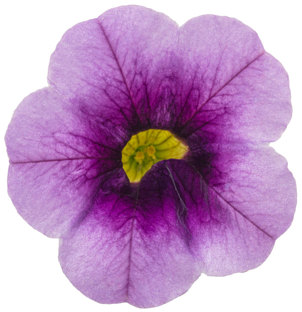 Calibrachoa hybrid 'Superbells® Blue Moon Punch™' flower