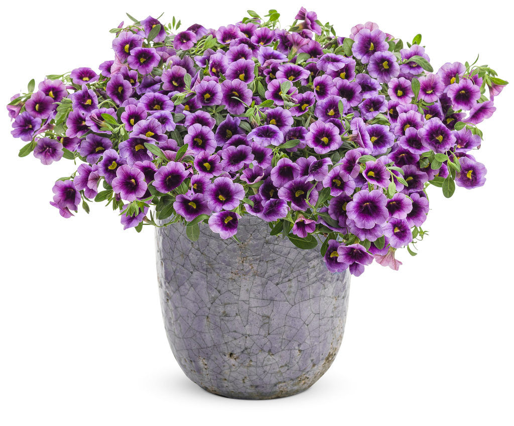 Calibrachoa hybrid 'Superbells® Blue Moon Punch™' in decorative pot