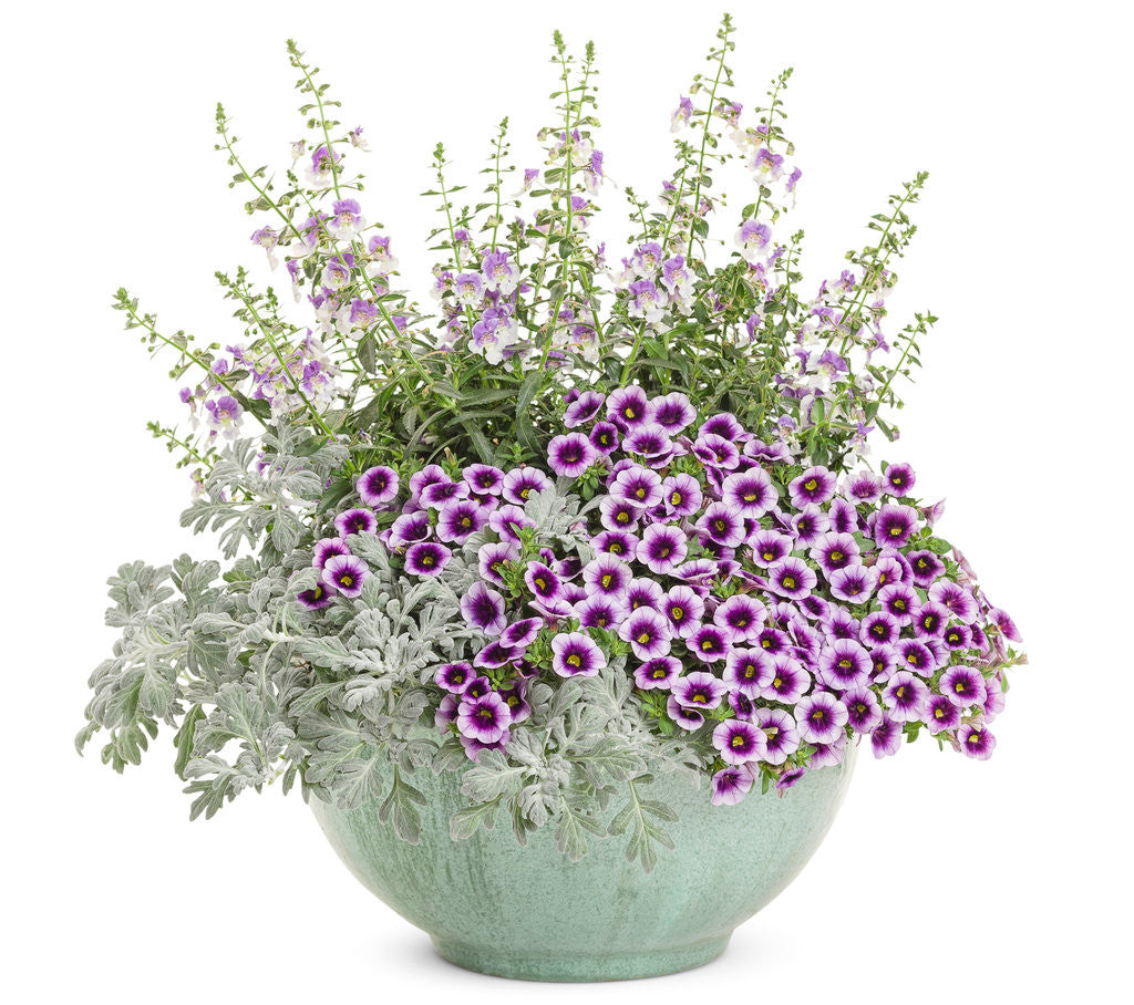 Calibrachoa hybrid 'Superbells® Blue Moon Punch™' combination